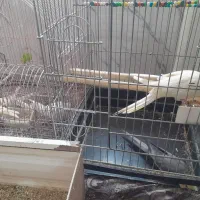 عروس‌هلندی‌نره‌ماده‌دوتا‌عروس‌