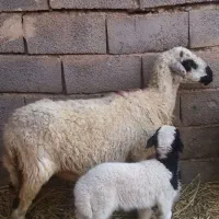 میش بره