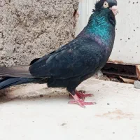 زاغ|پرنده|جیرفت, |دیوار