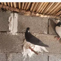کبوترخوشرنگ نمونه به نمونه|پرنده|بندر کنگان, |دیوار