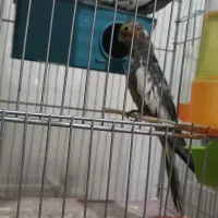 جفت عروس ۸۰۰|پرنده|شاهرود, |دیوار