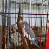 فروشی|پرنده|تهران, امین حضور|دیوار