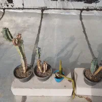 کاکتوس پایه میرتلو