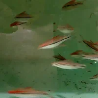 ماهی ردلاین و دیسکس|ماهی|مشهد, خواجه ربیع|دیوار