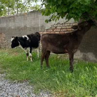 دو راس گوساله ماده اصیل راسی فقط ۵۴ تومن