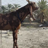 پاچن