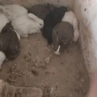 9عددخرگوش