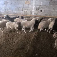 یکساله های نر ماده تالشی