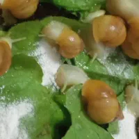 حلزون آلبینو|خزنده|شاهین‌شهر, طالقانی|دیوار