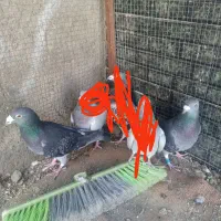 سلام این سه تا کفتر گمشدند|حیوانات|سراوان, |دیوار