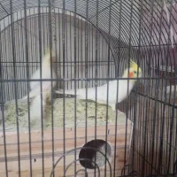 عروس هلندی|پرنده|سمنان, |دیوار