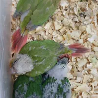 گرینچیک|پرنده|اهواز, حصیرآباد|دیوار