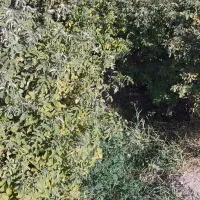 فروش پاجوش یانهال گل محمدی