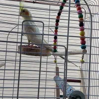 عروس هلندی لوتینو|پرنده|اصفهان, منتظرالمهدی|دیوار