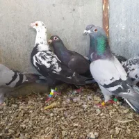 7 عدد نر آلمانی  کفتر زابل