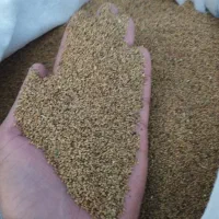 بذر یونجه تضمینی|عمده‌فروشی|رابر, |دیوار