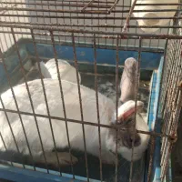 خرگوش خانگی بازیگوش|موش و خرگوش|زنجان, |دیوار