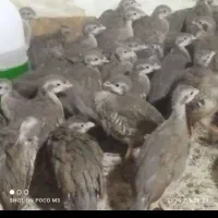 جوجه بلدرچین کوهی|حیوانات مزرعه|مرودشت, رودبال|دیوار