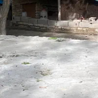 مرغ و خروس امریکایی