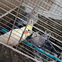 فروش 3 تا جوجه عروس