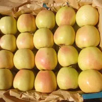 سیب دو ردیف|خوردنی و آشامیدنی|سیلوانه, |دیوار