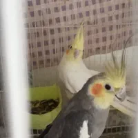 یک جفت عروس هلندی بالغ