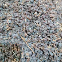 کشمش افتابی