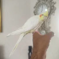 عروس هلندی ماده جوان