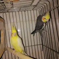 جفت عروس، جوجه عروس سرلاکی ،مرغ عشق، فنچ، نرگسی