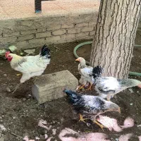 نیمچه خروس و مرغ