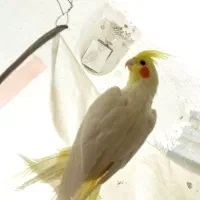 عروس لوتینو دستی ماده معاوضه با مرغ عشق،فنچ،کوتوله|پرنده|مشهد, شهرک مهر آباد|دیوار