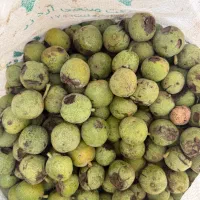 گردو تازه
