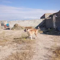 واگذاری عراقی سه|سگ|شبستر, |دیوار