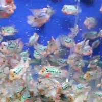 فروش ویژه جوجه فلاورهورن وارداتی نژاد رِد دراگون|ماهی|کرمان, |دیوار