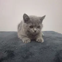 فروش گربه|گربه|میبد, |دیوار