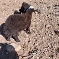 بره نر افشار ی|حیوانات مزرعه|داران, |دیوار