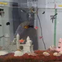 تصفیه آب آکواریوم برند آکوا مدل HF200