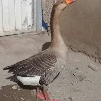 غاز محلی نر