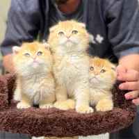 میوزلند گربه دونی