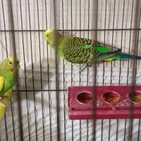 مرغ عشق|پرنده|نسیمشهر, |دیوار