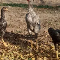 چهار عدد جوجه لاری اوشامای هندی|حیوانات مزرعه|خوی, |دیوار