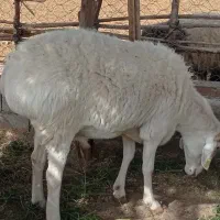 قوچ چینی کم یاب عالی مخصوص نسل گیری