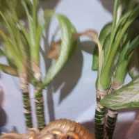 گل دیفن|گل و گیاه طبیعی|نهاوند, |دیوار