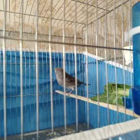 دوتا قناری نر مست|پرنده|شیراز, مسلم|دیوار