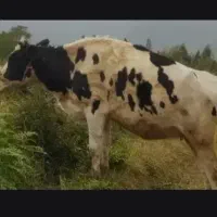 لیشه معاوضه با ورزا