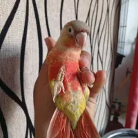 گیرینچیک رد فول دستی|پرنده|قم, شهرک توانیر|دیوار