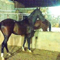 اسب ترکمن|اسب و تجهیزات اسب‌سواری|مشهد, امیریه|دیوار