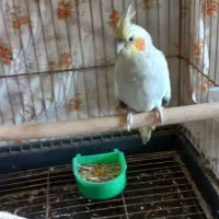 عروس هلندی دستی وبازی گوش