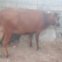 گاو فروش ابستن