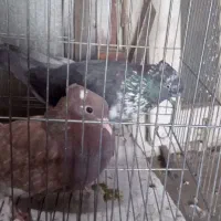 نروماده پرشی ویک عددماده|پرنده|قم, سید معصوم|دیوار